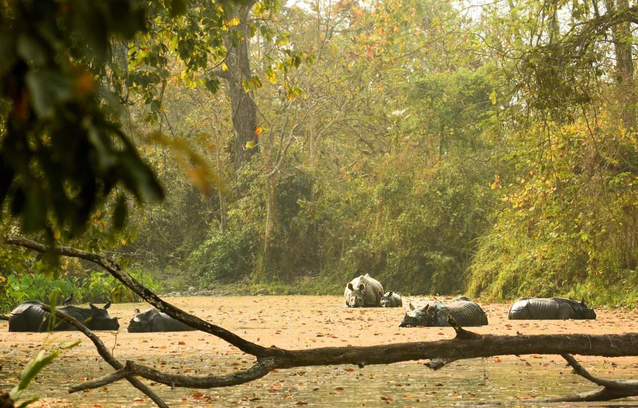Hotel Flycatcher Chitwan- A Jungle Safari Home ソーラハ エクステリア 写真